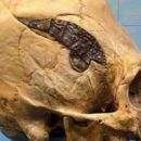 Более 2000 лет: археологи обнаружили череп со следами хирургической операции