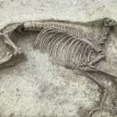 Возраст около 1400 лет: в Германии археологи обнаружили скелет всадника и лошади без головы